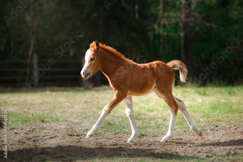 Foal walking paddock