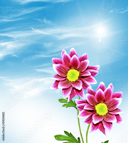 Colorful beautiful autumn chrysanthemum flowers on a background