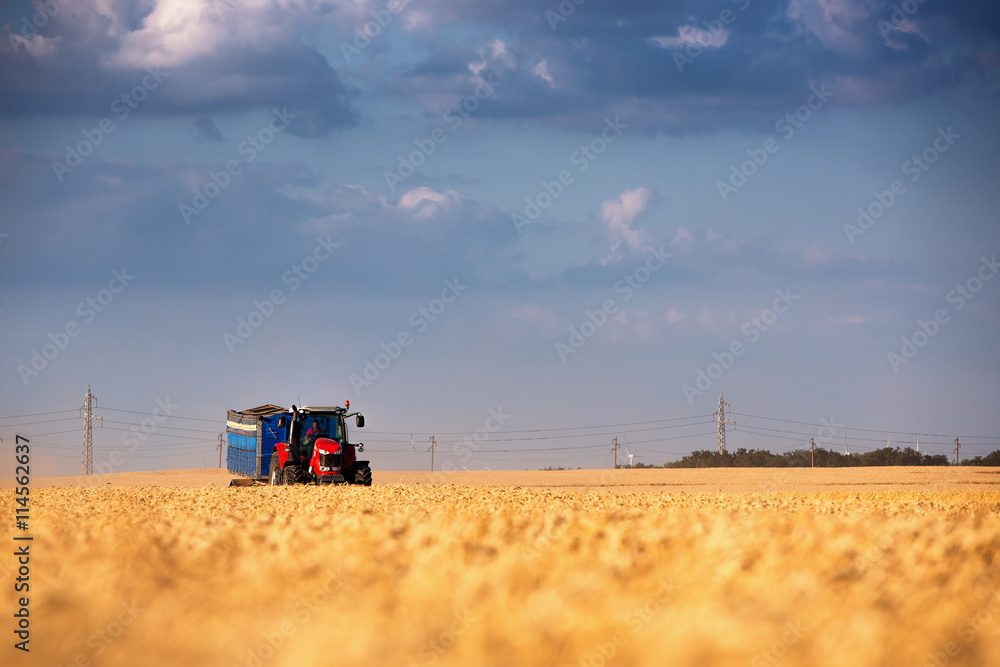 Fototapeta premium Red tractor with blue trailer ina field