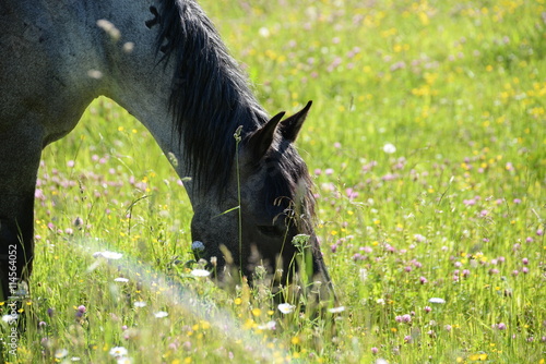 Fototapeta Naklejka Na Ścianę i Meble -  Traumweide, graue Stute weidet in Kräuterwiese