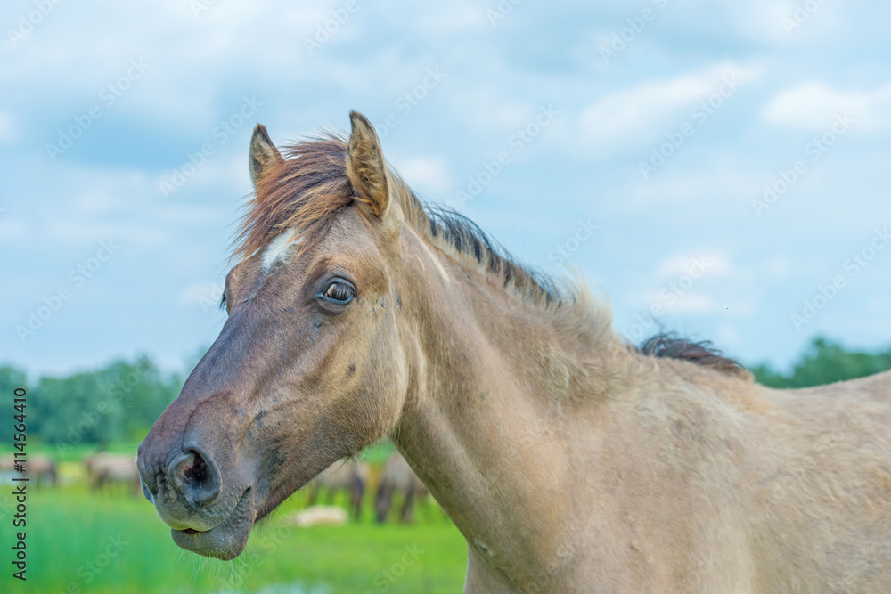 Obraz premium Konik horse in a sunny field in summer
