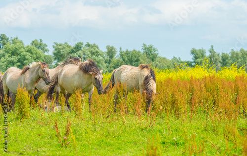 Konik horses in a sunny field in summer