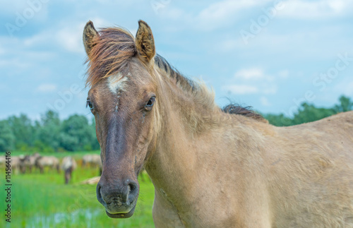 Konik horse in a sunny field in summer © Naj