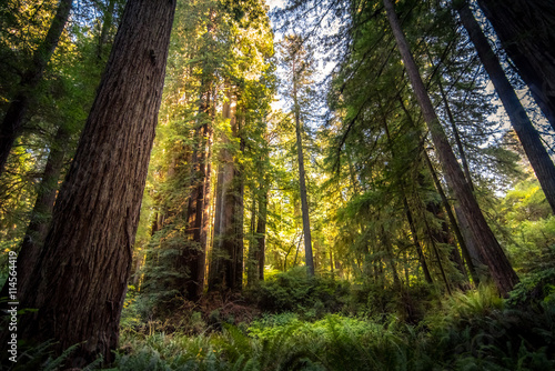 Giant redwood forest.