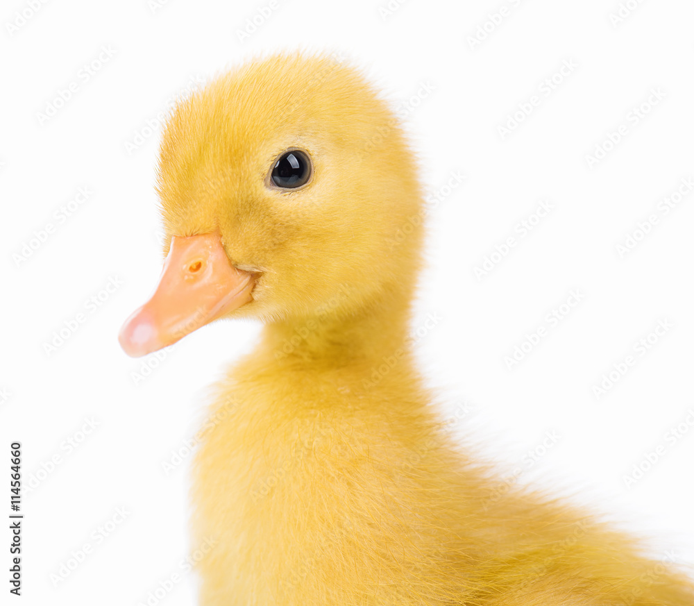 Cute domestic duckling, isolated on white background Cute domestic duckling, isolated on white background