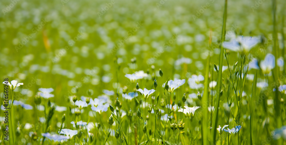 Beautiful linen flowers background