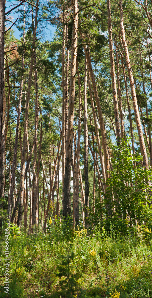 Spring pine forest Spring pine forest