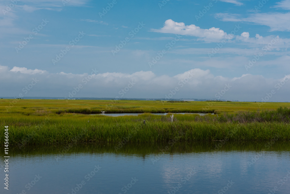 Wetlands with an Egret in the Water