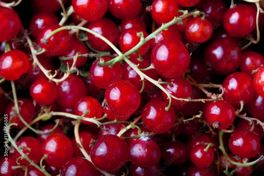 Currant berries in a clay bowl. Selective focus. Shallow depth o Currant berries in a clay bowl. Selective focus. Shallow depth o