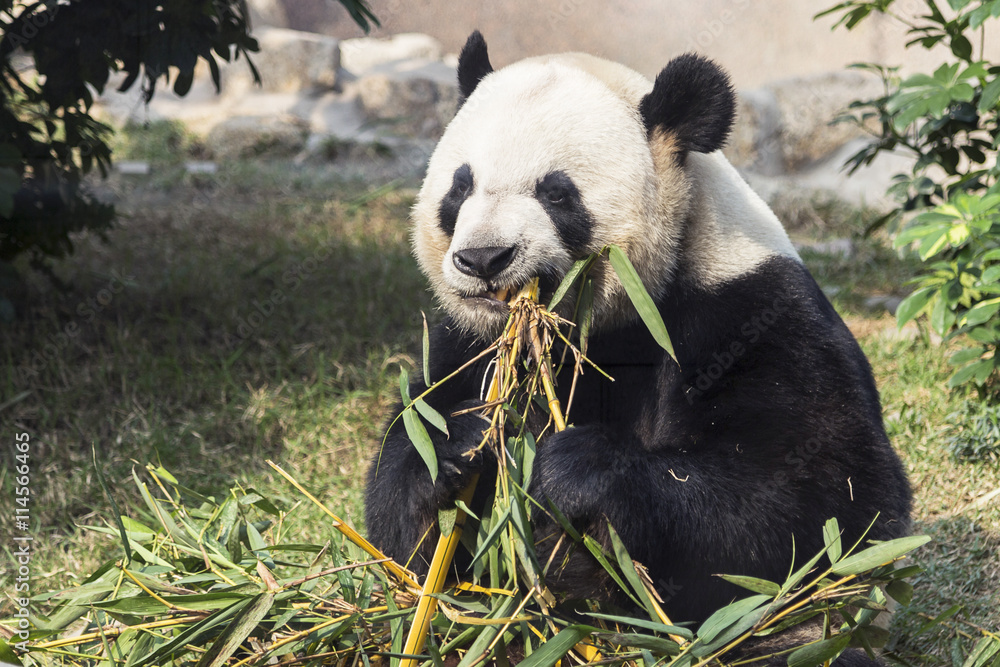 Obraz premium Panda bear eating bamboo