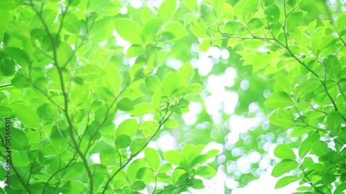 風に揺れる木々・エコイメージ