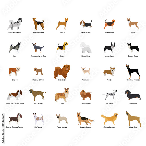 Isolated dog
