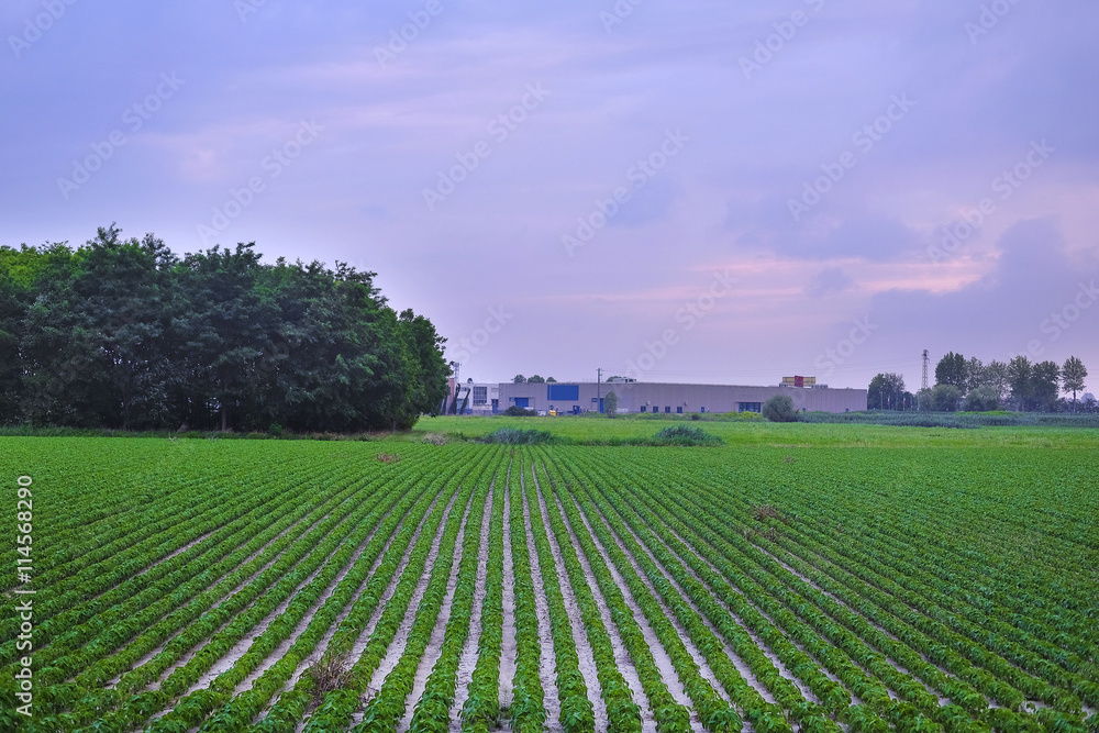 Italian agricultural summer landscape