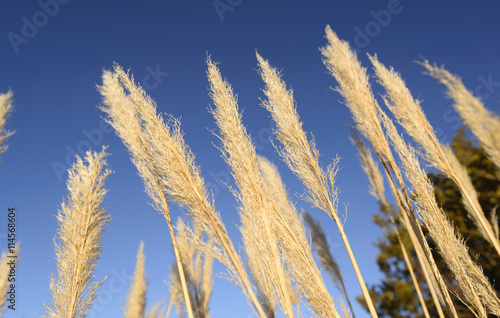 Cortaderia Selloana