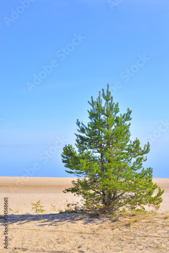Pine tree on the coast of Ladoga lake.