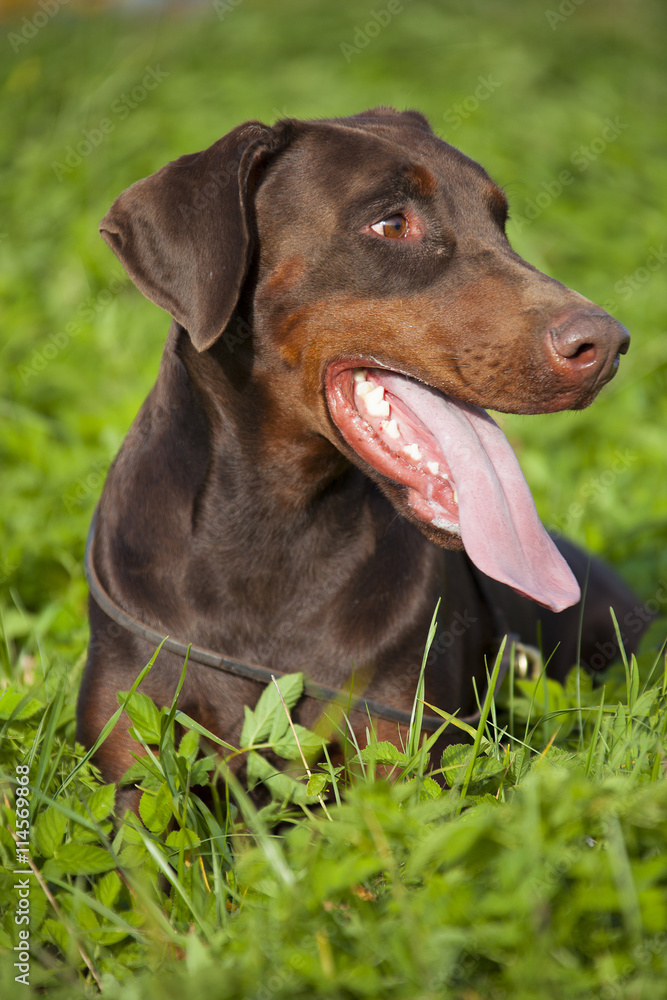brown doberman brown doberman
