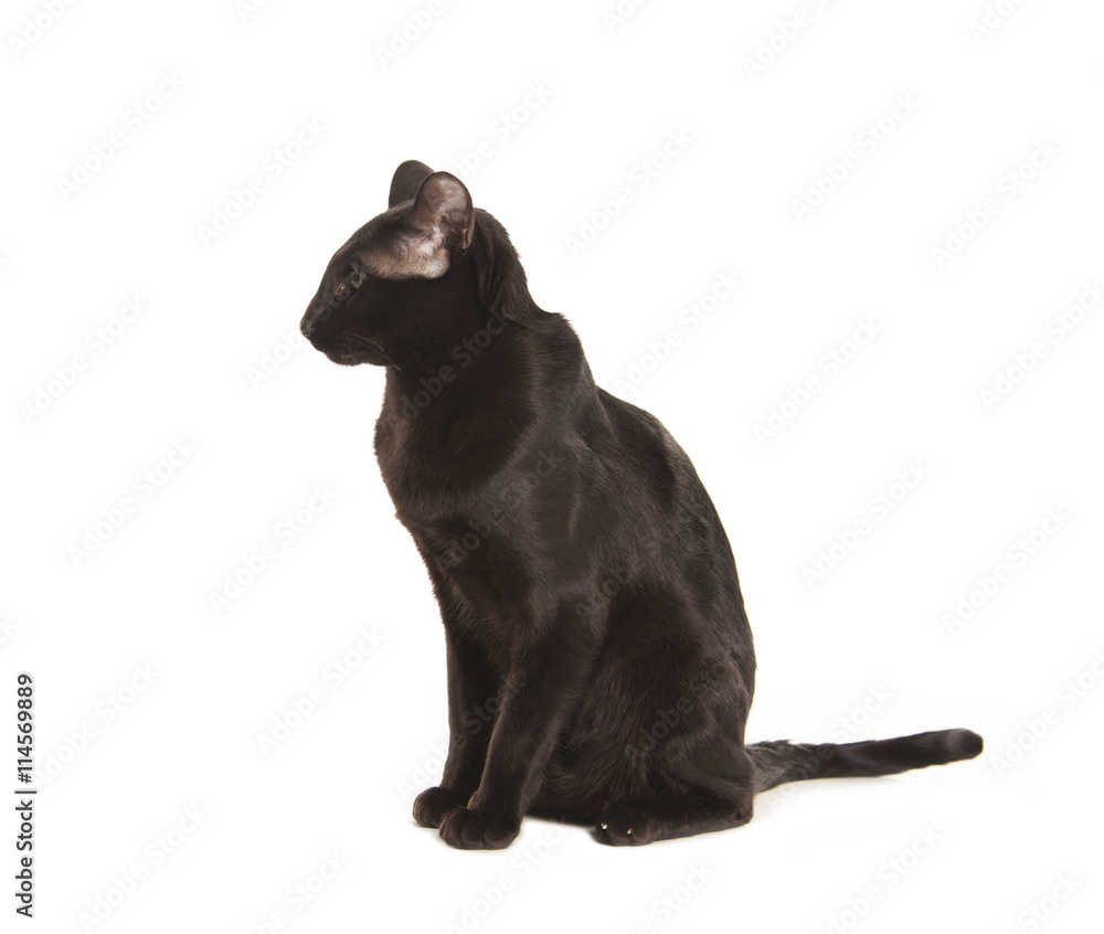 Obraz premium Beautiful black oriental cat isolated over white background
