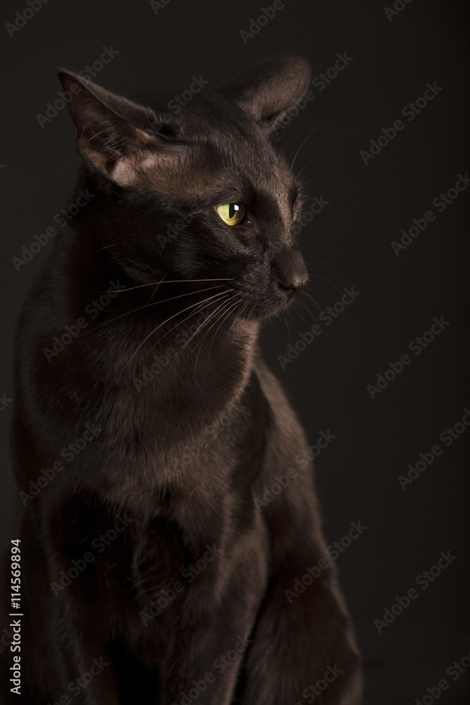 Beautiful black oriental cat isolated over black background