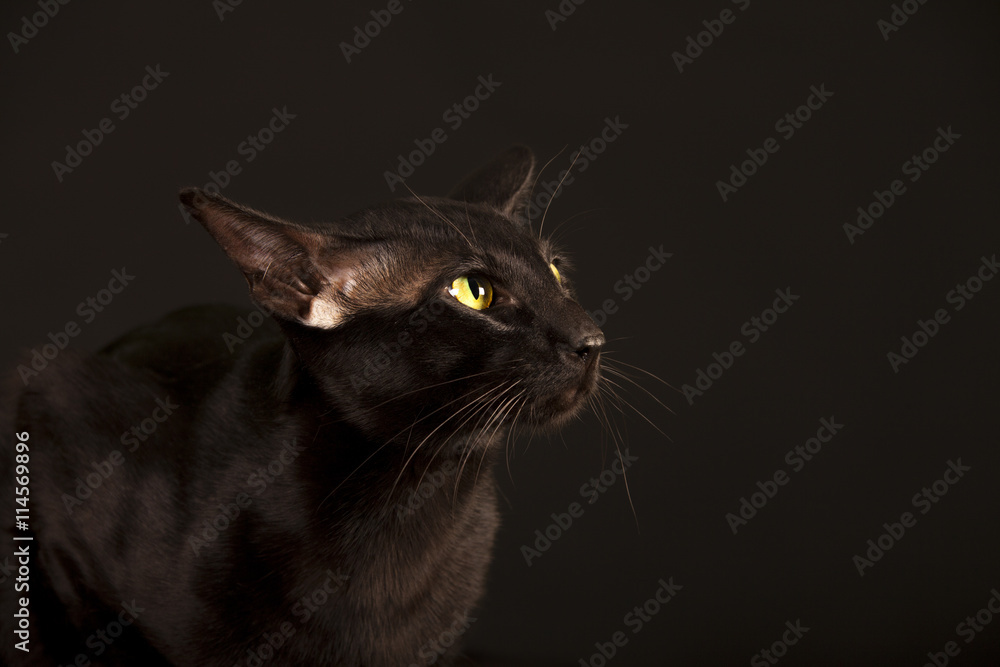 Beautiful black oriental cat isolated over black background