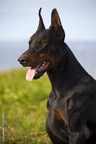 Fototapeta Naklejka Na Ścianę i Meble -  black doberman