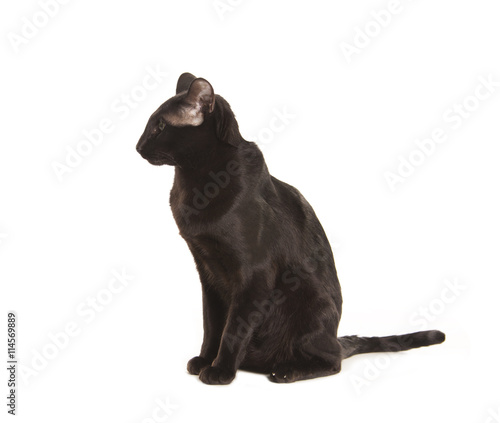 Beautiful black oriental cat isolated over white background