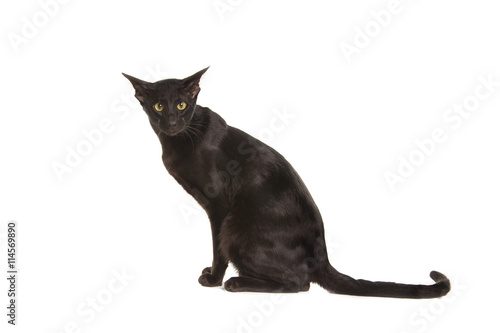 Beautiful black oriental cat isolated over white background