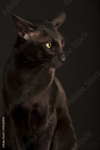 Beautiful black oriental cat isolated over black background © Nikolai Tsvetkov