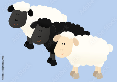 Three sheep