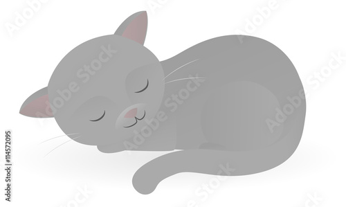 Sleeping gray cat