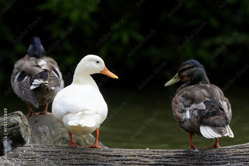 Mallard, Duck, Anas platyrhynchos - Leucistic, albinos Mallard, Duck, Anas platyrhynchos - Leucistic, albinos