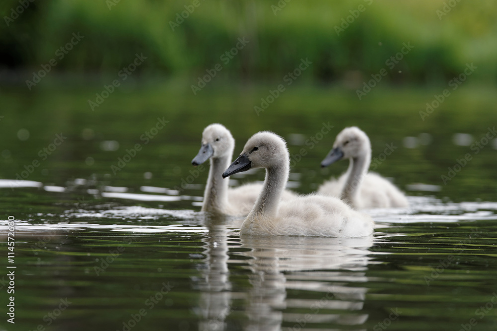 Mute Swan, cygnus olor - young birds Mute Swan, cygnus olor - young birds