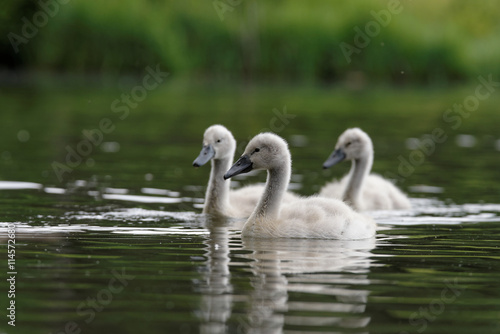 Mute Swan  cygnus olor - young birds