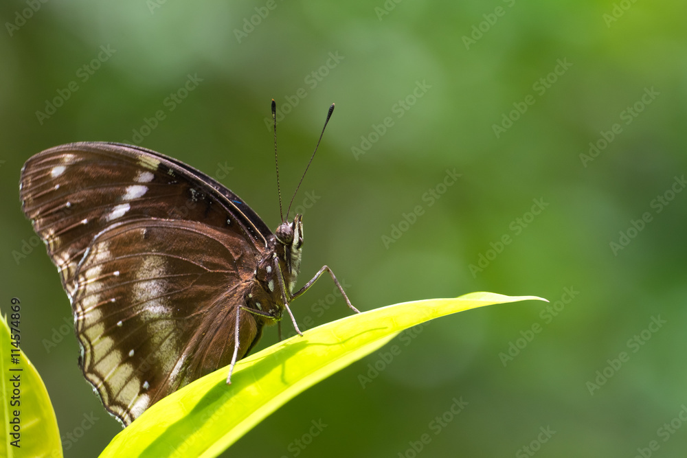 butterfly on leaf with blurred background. butterfly on leaf with blurred background.