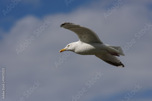 Herring Gull