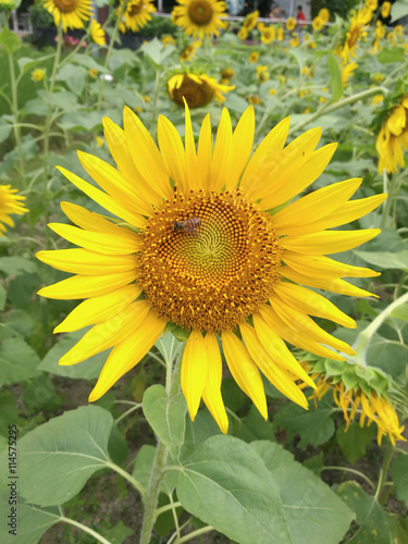 yellow beautiful sunflower with bee swarm on flower in sunflower field in light time on day time