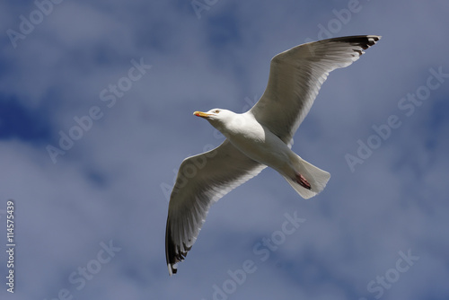 Herring Gull