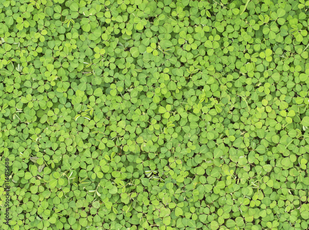 Green bush leaves wall background
Green bush leaves wall background