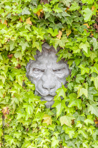 Lion face concrete hidden in green ivy wall, exterior decoration