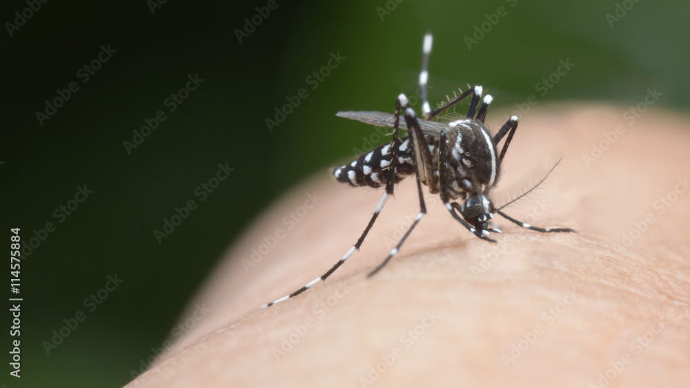 mosquito, malaria, influenza