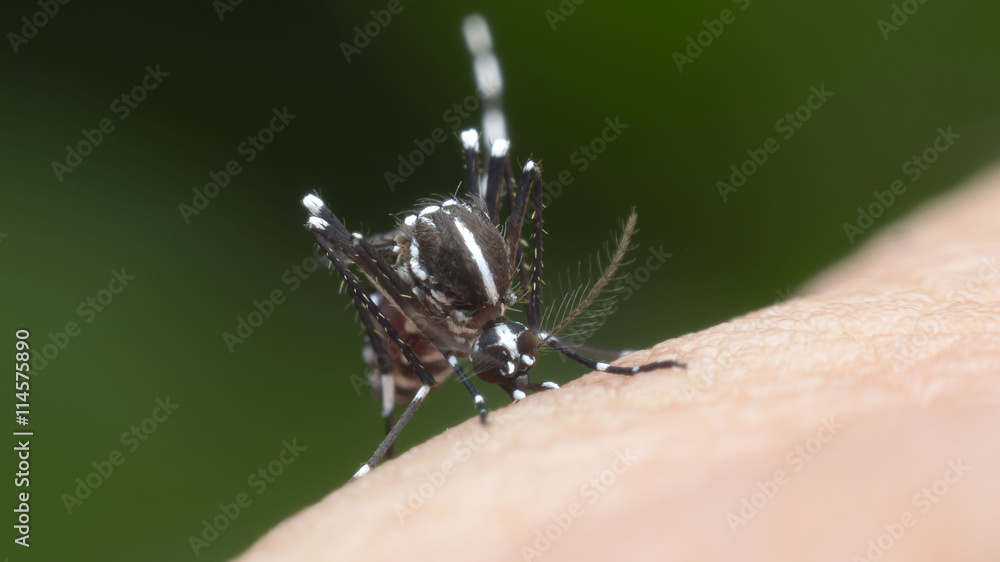 Fototapeta premium mosquito, malaria, influenza