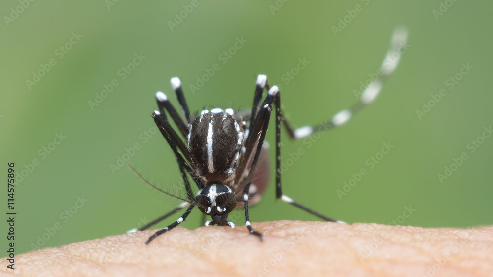 Fototapeta premium mosquito, malaria, influenza