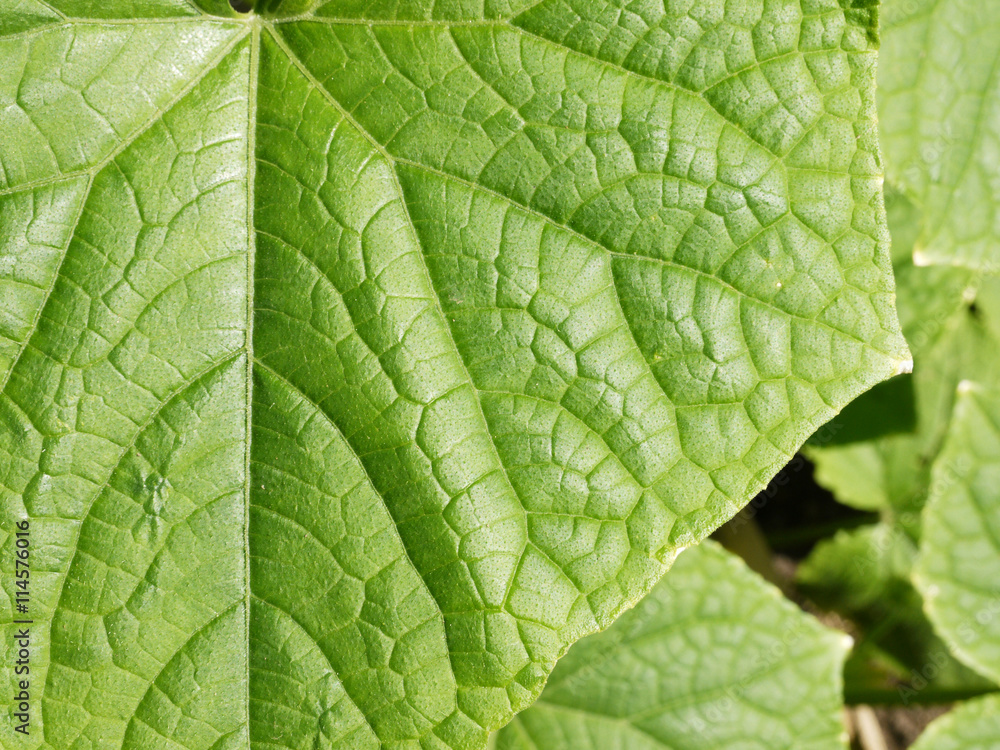 leaf texture leaf texture