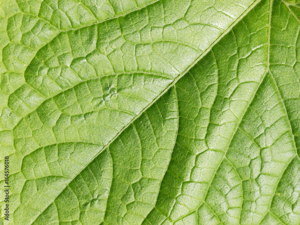 Close up on green leaf texture Close up on green leaf texture
