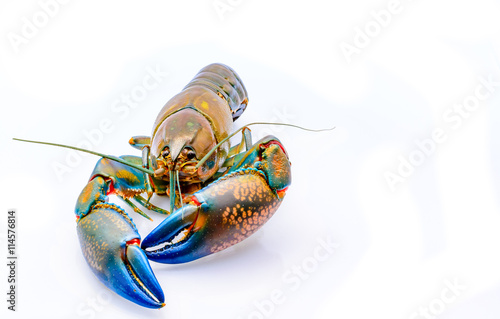 Fresh water crayfish on white background with copy space.
