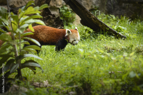 Fototapeta Naklejka Na Ścianę i Meble -  Red panda in nature