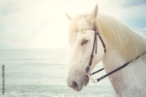 a head of white horse close up on sea background