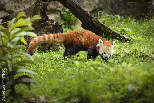 Fototapeta Naklejka Na Ścianę i Meble -  Red panda in nature