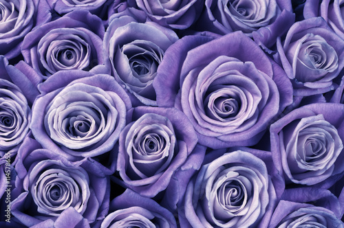 Fototapeta Naklejka Na Ścianę i Meble -  Rose flowers background