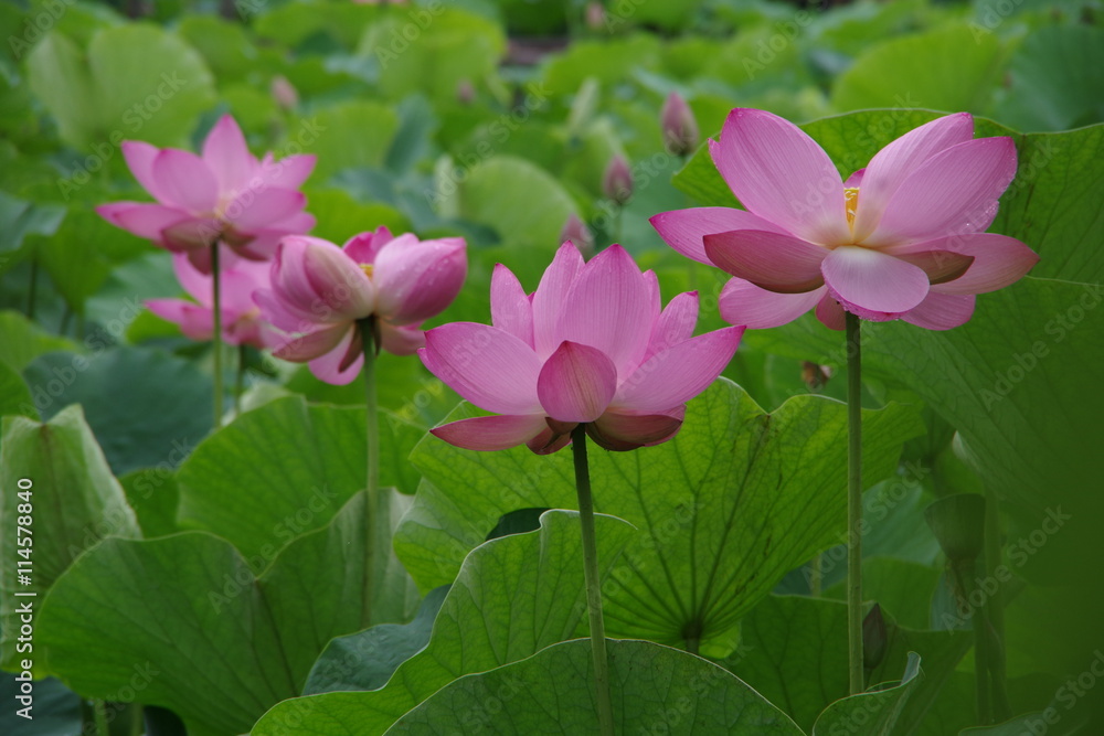 Lotus Lotus