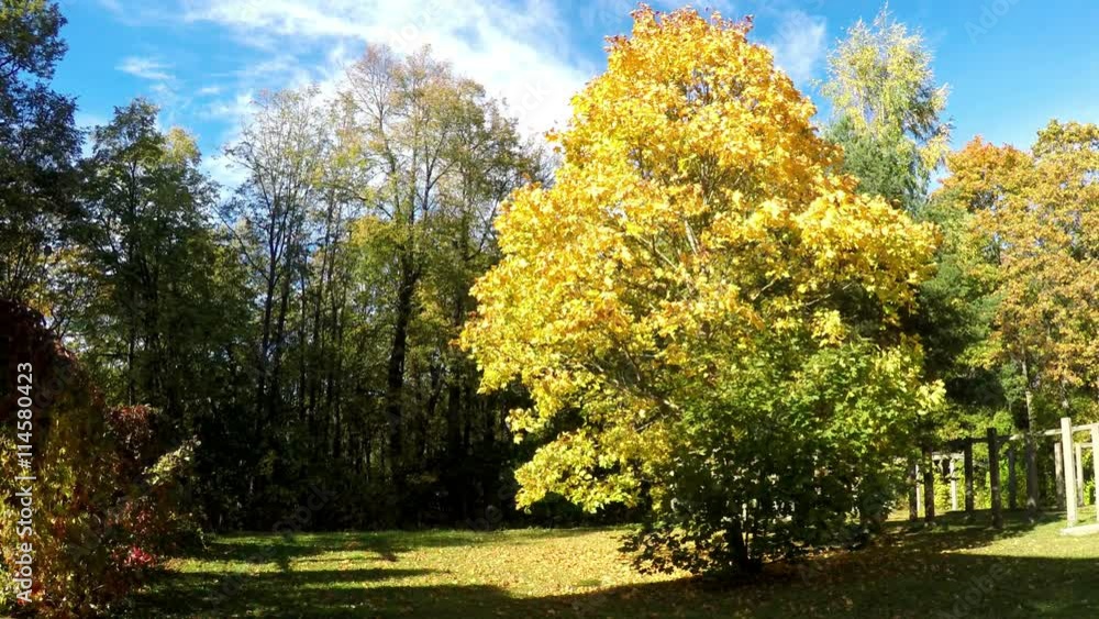 bright autumn leaves in park bright autumn leaves in park